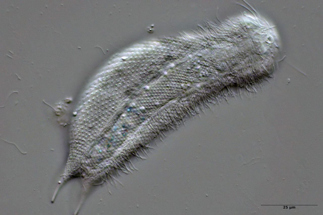 Michael Müller, 2025