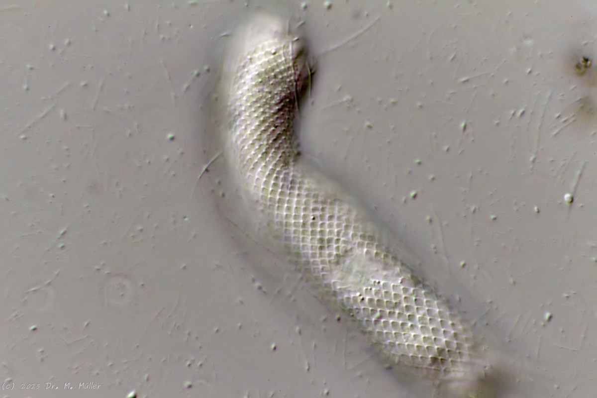 Michael Müller, 2025