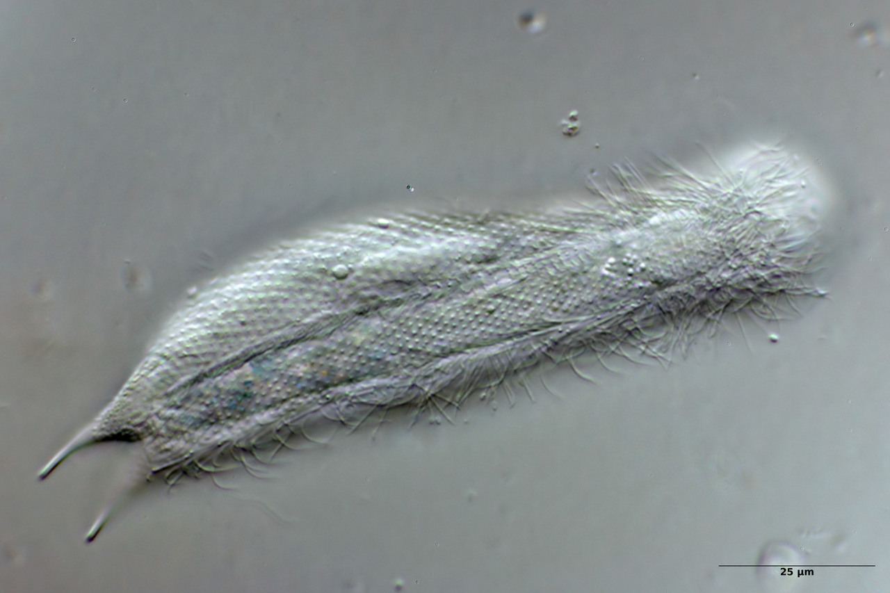 Michael Müller, 2025