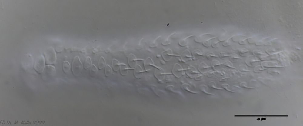 ventrale Beschuppung