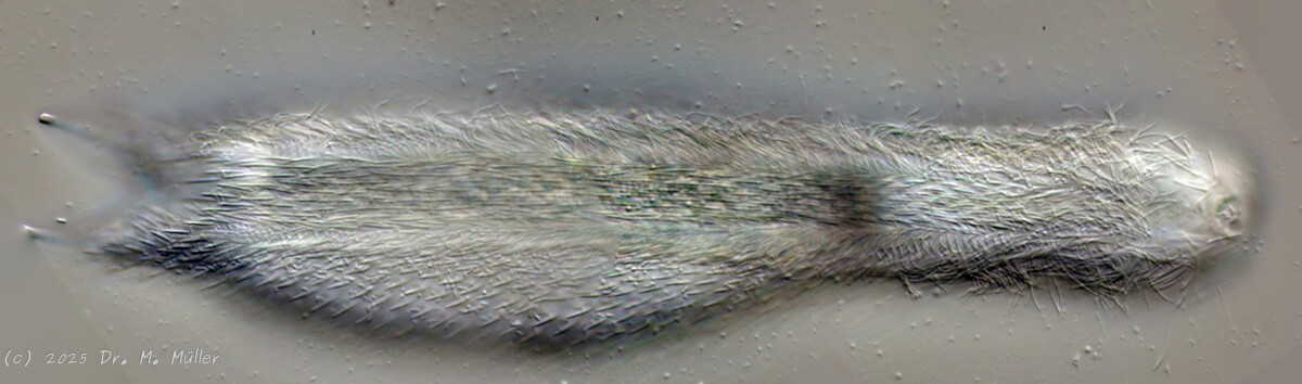 Michael Müller, 2025