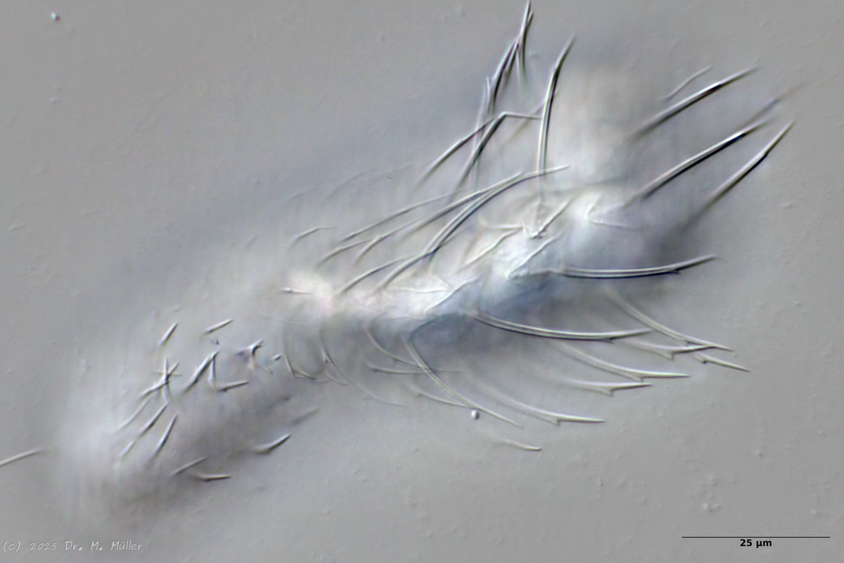 Michael Müller / 2025