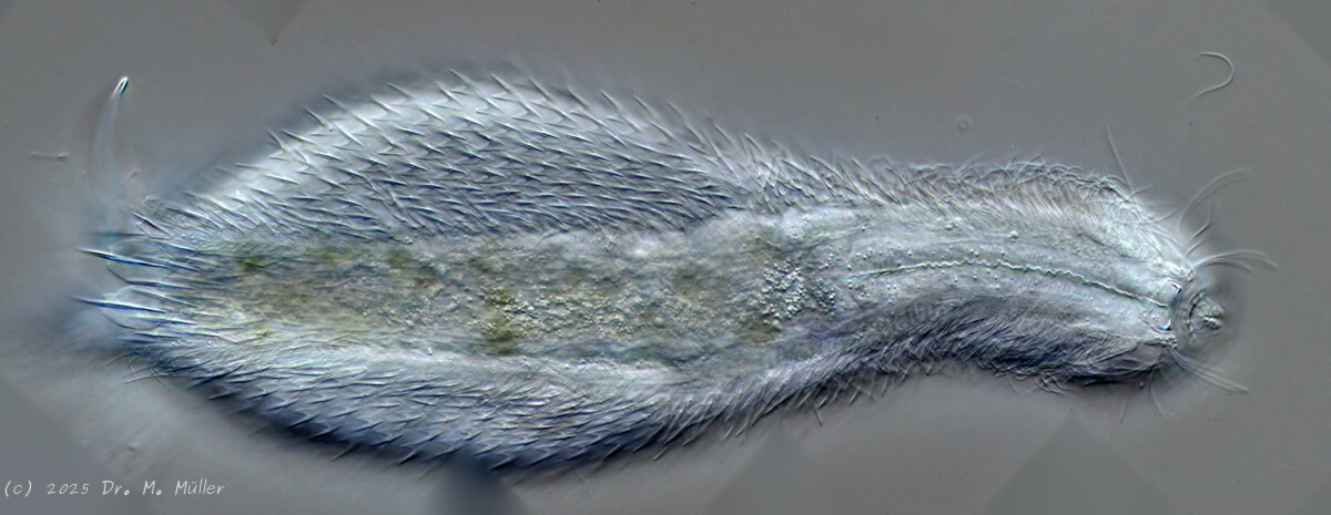 Michael Müller, 2025