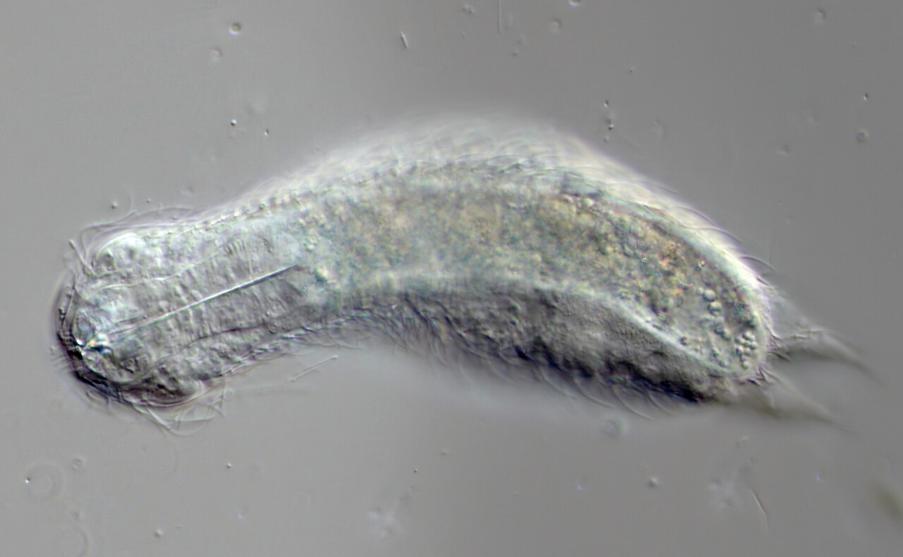 Michael Müller, 2025