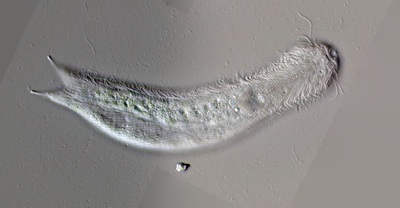 ventrale Beschuppung