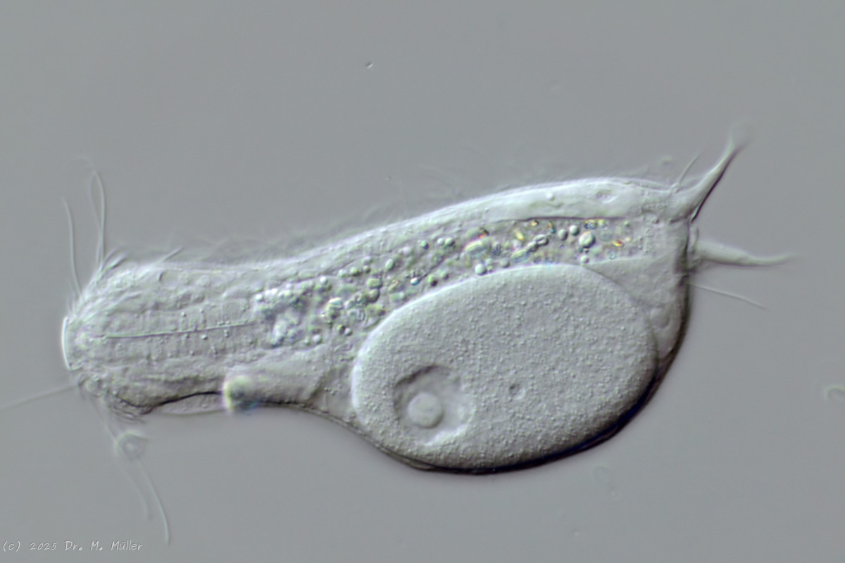 Michael Müller, 2025